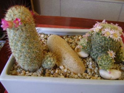 Mammillaria microhelia & Mammillaria schiedeana ssp. giselae