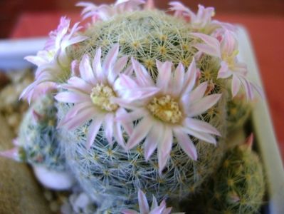 Mammillaria schiedeana ssp. giselae