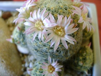 Mammillaria schiedeana ssp. giselae