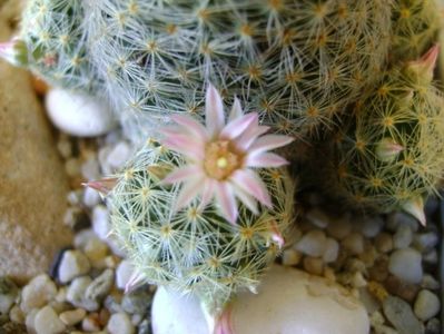 Mammillaria schiedeana ssp. giselae