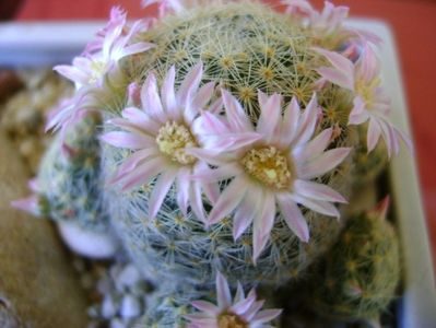 Mammillaria schiedeana ssp. giselae