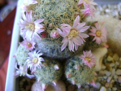 Mammillaria schiedeana ssp. giselae