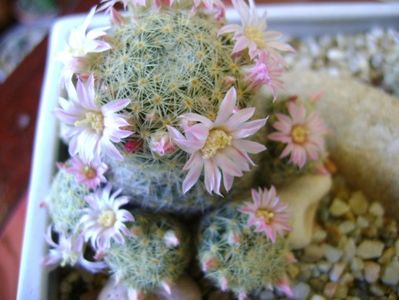 Mammillaria schiedeana ssp. giselae