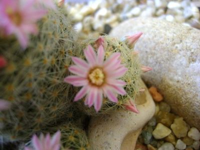 Mammillaria schiedeana ssp. giselae