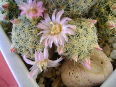 Mammillaria schiedeana ssp. giselae