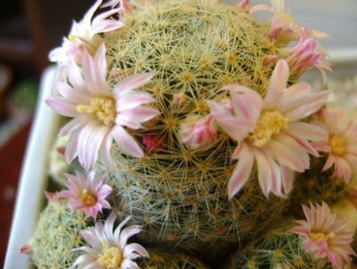 Mammillaria schiedeana ssp. giselae