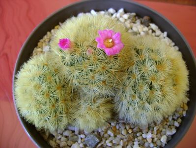 Mammillaria carmenae