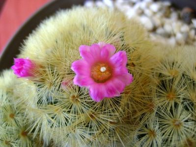 Mammillaria carmenae