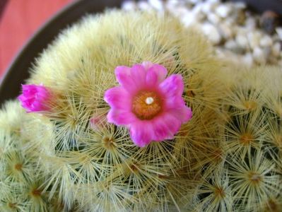 Mammillaria carmenae