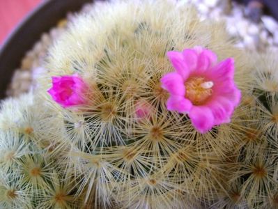 Mammillaria carmenae