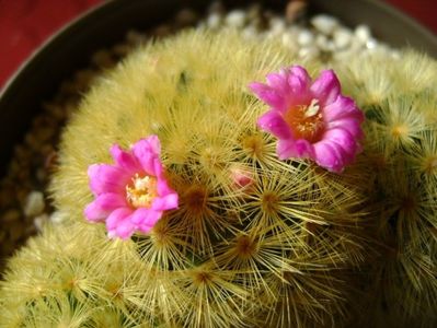 Mammillaria carmenae