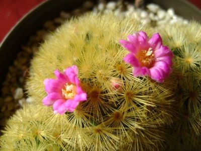 Mammillaria carmenae