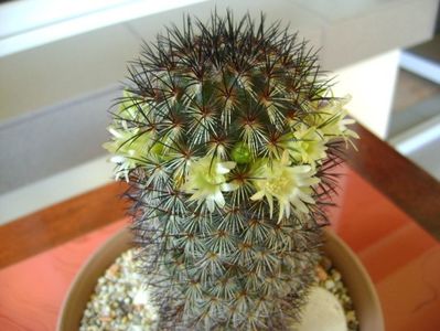 Mammillaria microhelia