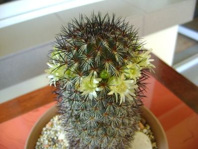 Mammillaria microhelia