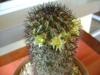 Mammillaria microhelia