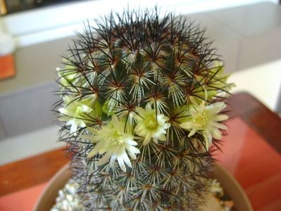 Mammillaria microhelia