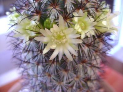 Mammillaria microhelia