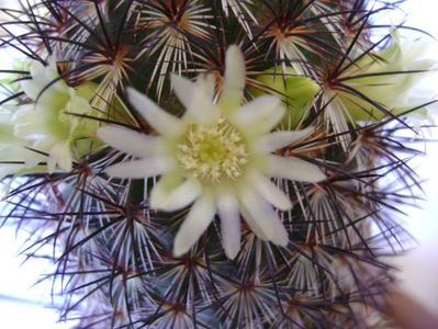 Mammillaria microhelia