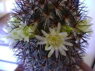 Mammillaria microhelia