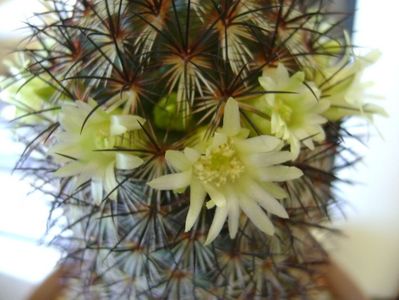 Mammillaria microhelia