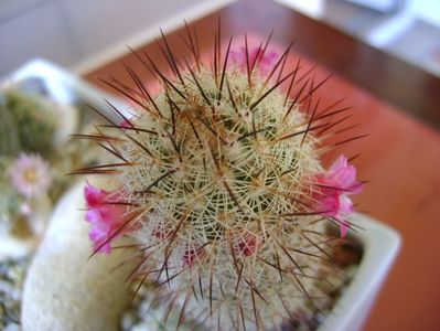 Mammillaria microhelia