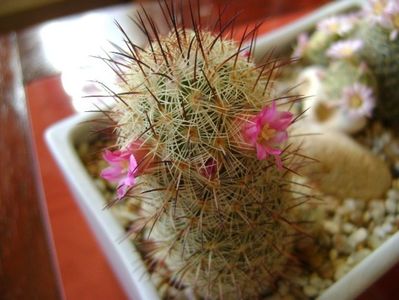 Mammillaria microhelia