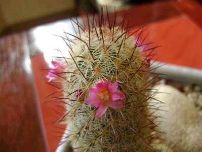 Mammillaria microhelia