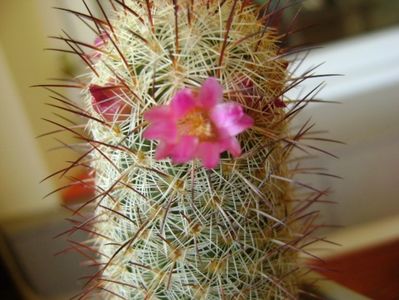 Mammillaria microhelia