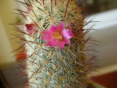 Mammillaria microhelia