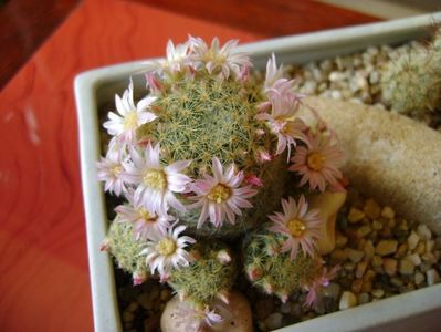 Mammillaria schiedeana ssp. giselae