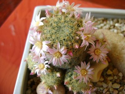 Mammillaria schiedeana ssp. giselae