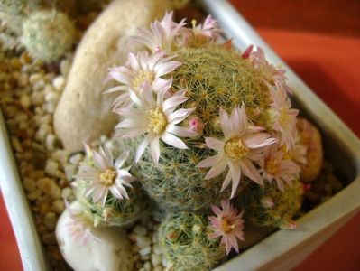 Mammillaria schiedeana ssp. giselae