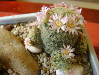 Mammillaria schiedeana ssp. giselae