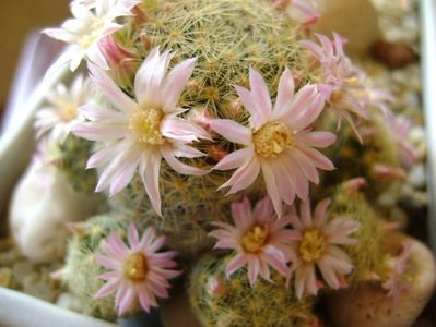 Mammillaria schiedeana ssp. giselae