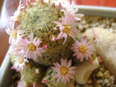 Mammillaria schiedeana ssp. giselae