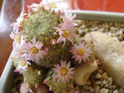 Mammillaria schiedeana ssp. giselae