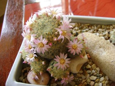 Mammillaria schiedeana ssp. giselae