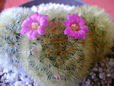 Mammillaria carmenae