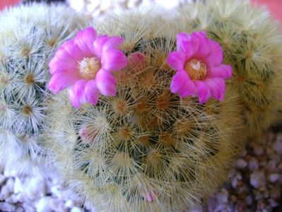 Mammillaria carmenae