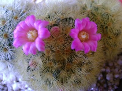 Mammillaria carmenae