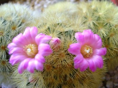 Mammillaria carmenae