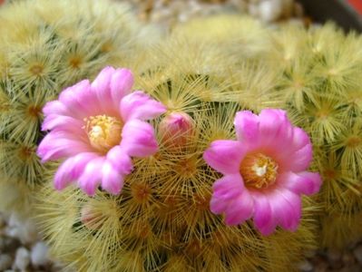 Mammillaria carmenae