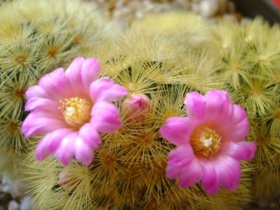 Mammillaria carmenae