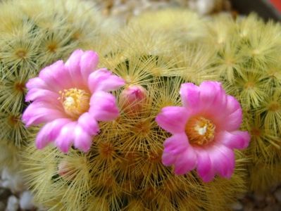 Mammillaria carmenae