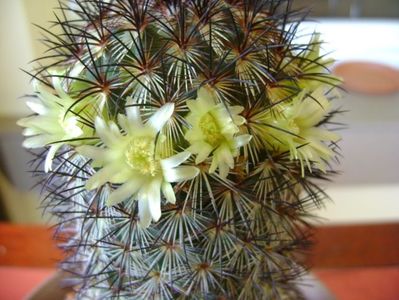 Mammillaria microhelia