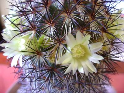 Mammillaria microhelia