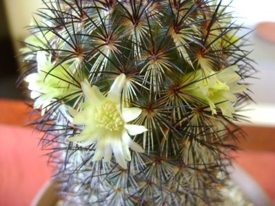 Mammillaria microhelia