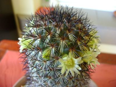 Mammillaria microhelia