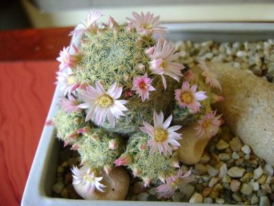 Mammillaria schiedeana ssp. giselae