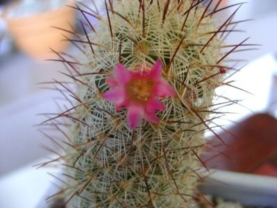 Mammillaria microhelia